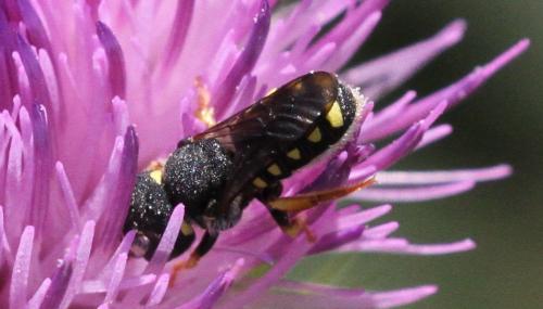 Pseudoanthidium sp.